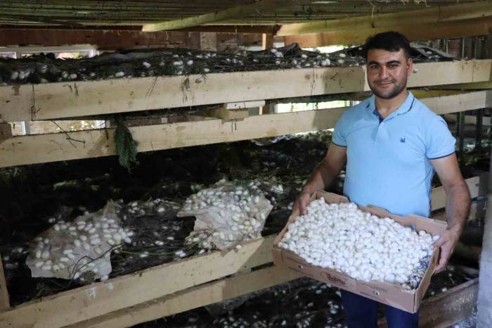 20 Metrekare Alanda 40 Kilo Yetişiyor: Kilosu 400 Tl