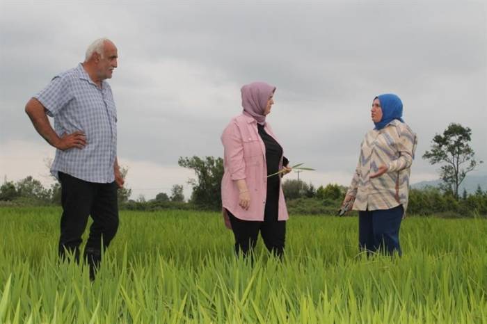 Konuralp Pirincini Tarlada İnceledi