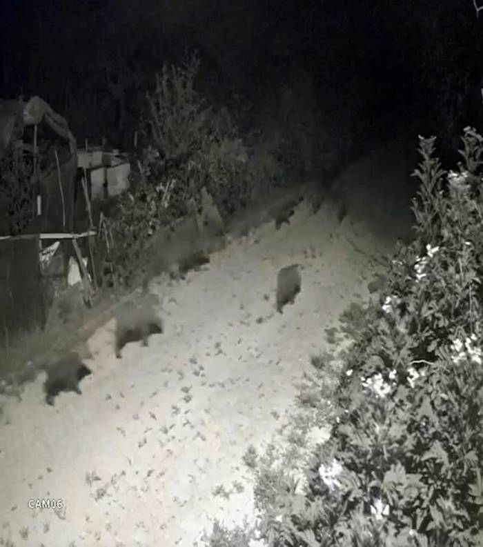 Yalova’da Köy Merkezine İnen Domuz Sürüsü Güvenlik Kamerasına Yansıdı