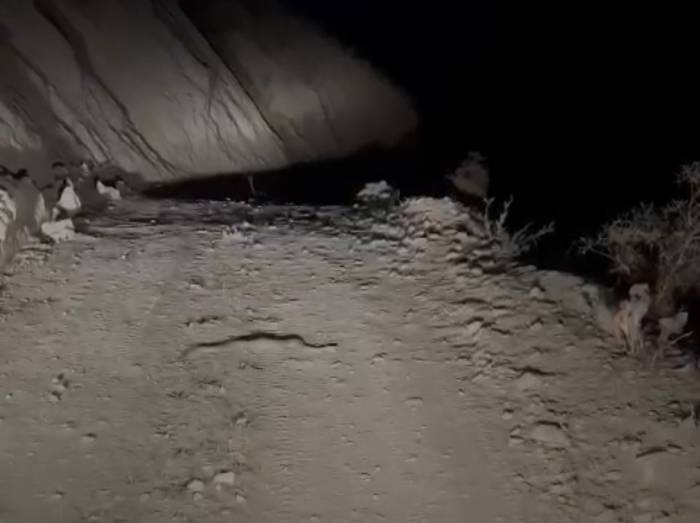 Yüksekova’da Engerek Yılanı Görüntülendi