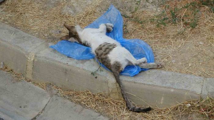 Çöp Kutusunda Telef Olmuş 2 Kedi Bulundu