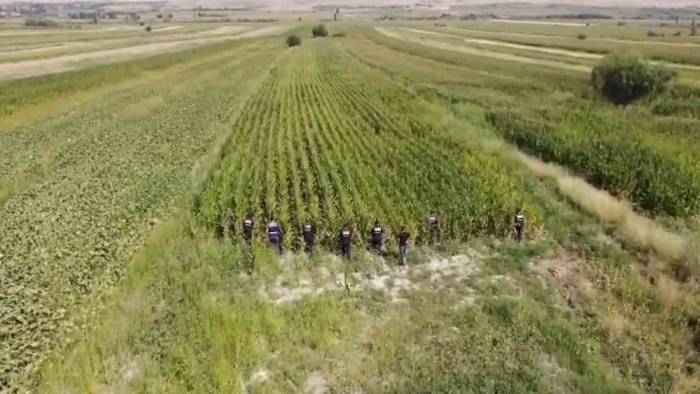 Jandarmadan Mısır Tarlasına "dron" Destekli Uyuşturucu Operasyonu: 2 Gözaltı