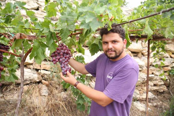 13 Ülkeden 450 Çeşit Üzüm Aynı Bölgede Yetişiyor