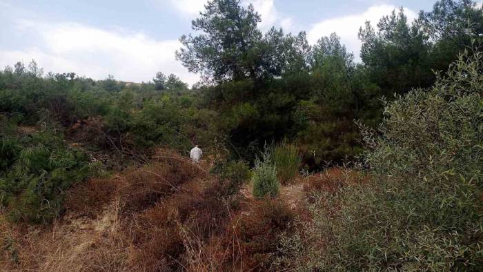 Bilecik’te Ormanlık Alanda Kimliği Belirsiz Erkek Cesedi Bulundu
