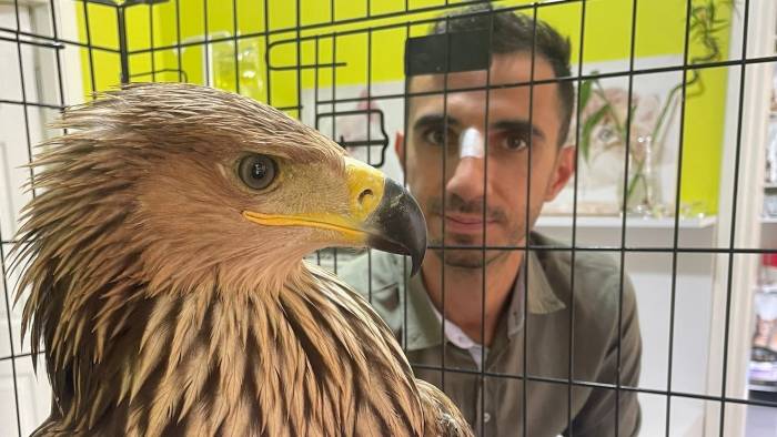 Nesli Tükenmekte Olan Şah Kartalı, Pençe Darbesiyle Veteriner Hekimi Yaraladı