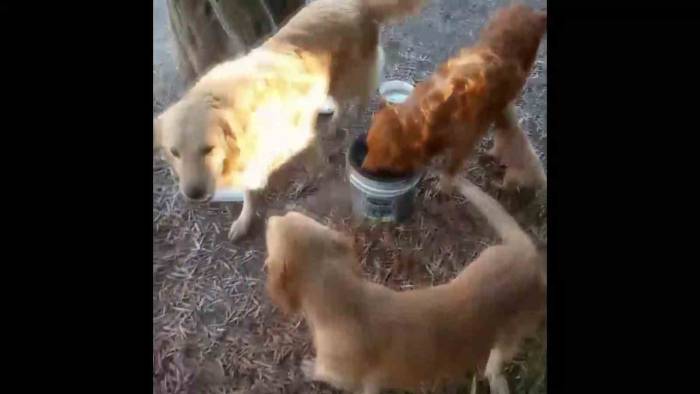 Tel Örgüleri Kesip Yıllardır Okulda Beslenen 2 Köpeği Çaldılar