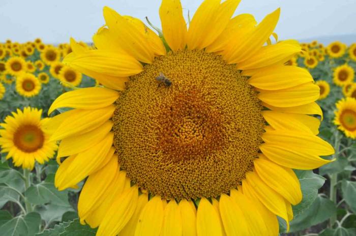 Kars’ta Tarlalar Ayçiçeği Açtı