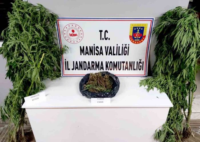 Manisa Jandarmasından Kenevir Ve Esrar Operasyonu