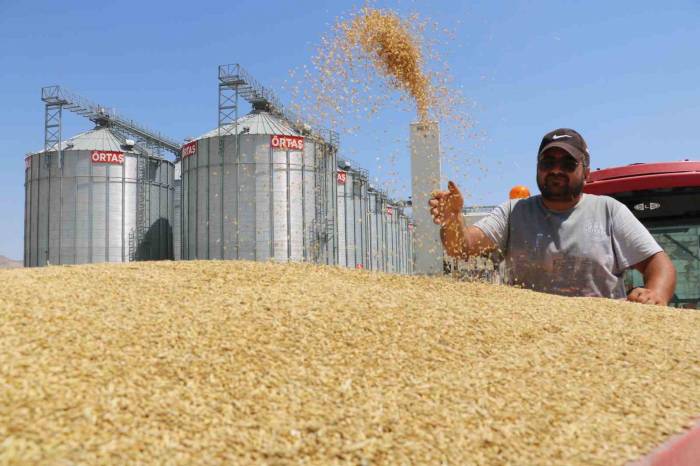 Türkiye’nin Buğday Ambarında Yeni Bir Rekor Bekleniyor
