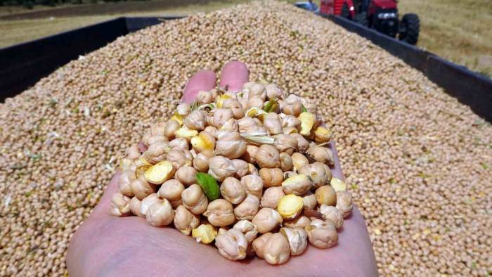 San Hastalığı Ve Aşırı Sıcak, Nohutta Verimi Düşürdü