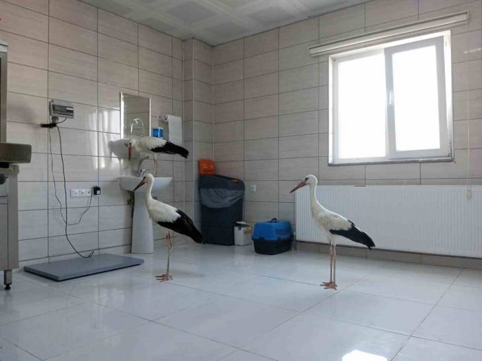 Tedavileri Tamamlanan 3 Leylek Doğaya Salındı