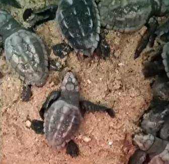 Doğa Koruma Ekipleri Yavru Carettaların Denizle Buluşmasını Sağladı