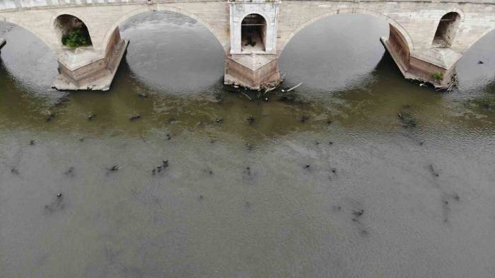 Meriç Nehri’ni Kuraklık Vurdu: Tarihi Ahşap Köprünün Ayakları Gün Yüzüne Çıktı