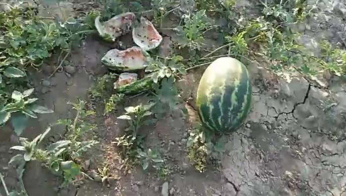 Sıcaktan Bunalan Ayılar, Girdikleri Bahçede Yüzlerce Karpuzu Yedi