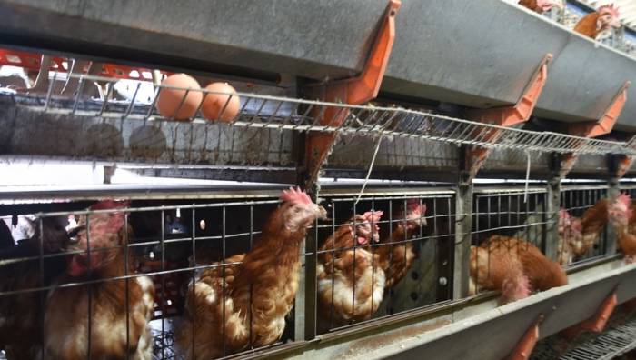 Ziraat Fakültesinden Organik Ürünler