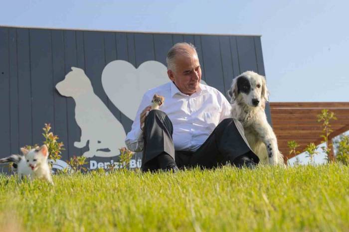 Denizli Büyükşehir İlk 7 Ayda 506 Sokak Hayvanına Yuva Buldu