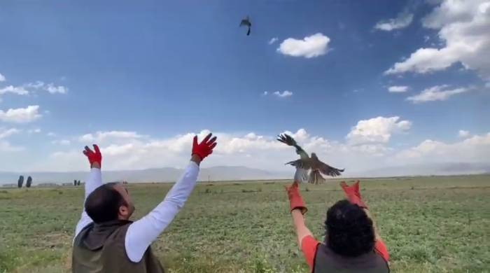Üç Kerkenez Yavrusu Doğaya Salındı