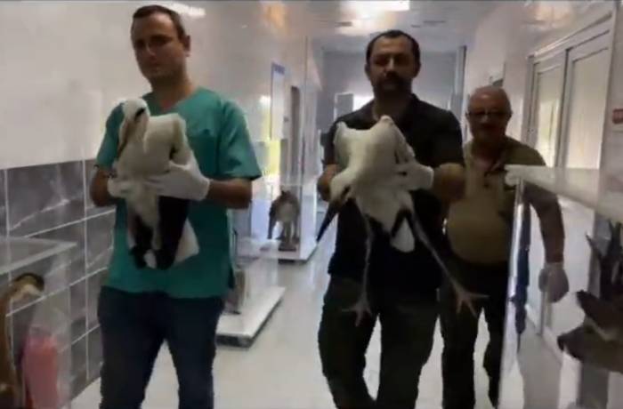 Göç Sırasında Yaralanan Leylekler, Tedavisinin Ardından Doğaya Bırakıldı