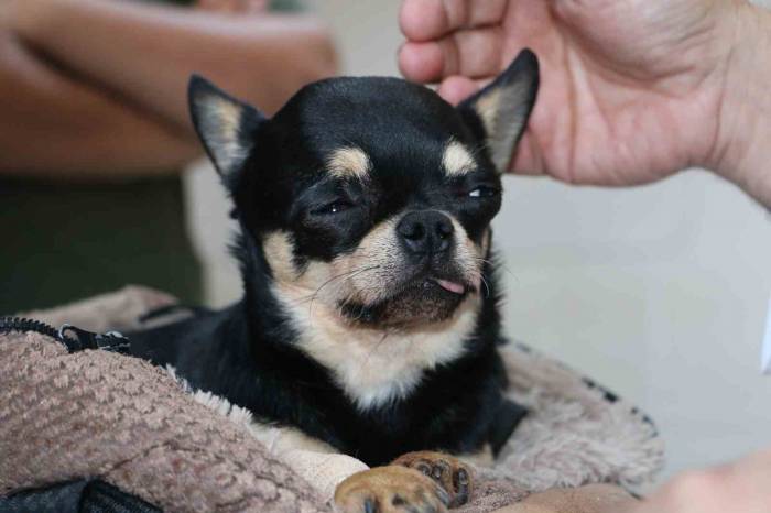 Almanya’da Tedavi Edilemeyen ’rocky’ İsimli Köpek Şifayı Diyarbakır’da Buldu