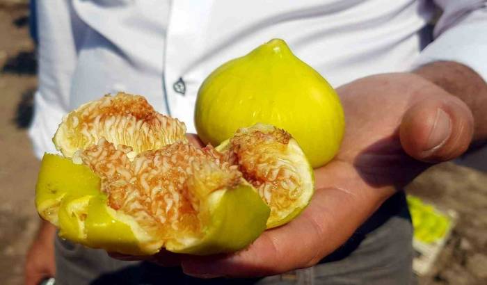 Aydın’da Taze İncir Hasadı Devam Ediyor