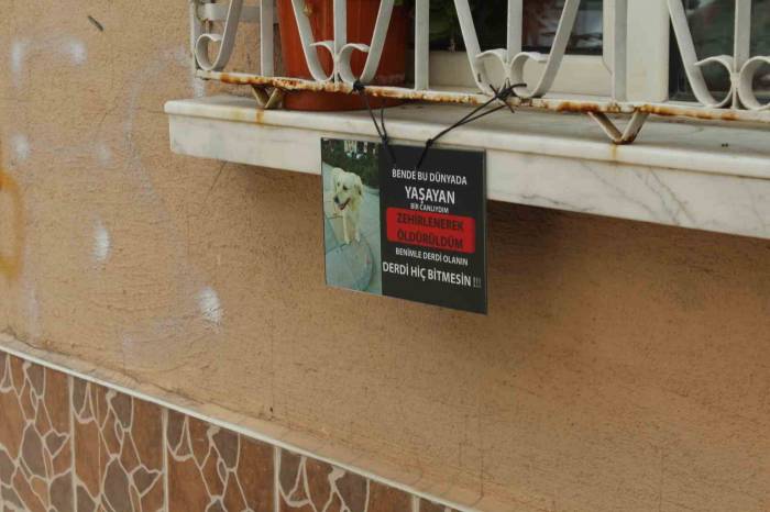 Zehirlenerek Öldürüldüğü İddia Edilen ‘Kahraman’ Hayvanseverleri Ayağa Kaldırdı