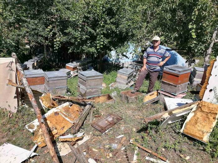Aç Kalan Ayı Köye İndi: Kovanlardaki Arıları Telef Etti