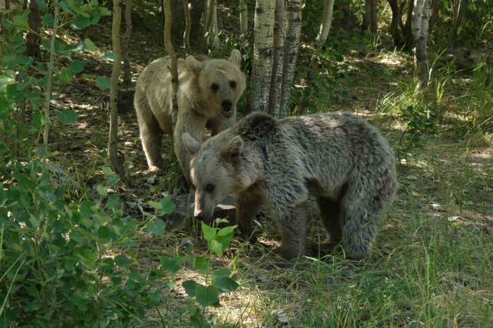 Veteriner Hekim Uyardı: "Nemrut’un Ayılarından Uzak Durun"
