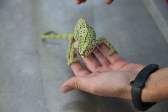 Yaralı Bukalemun Tedavi Ediliyor