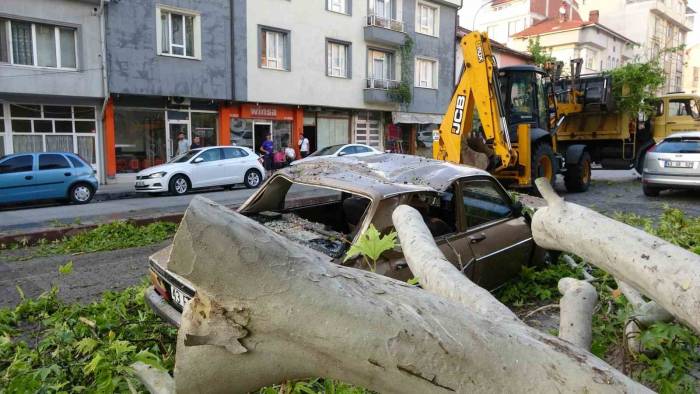 Tavşanlı’da Asırlık Ağacın Dalı Kırılarak Araçların Üzerine Düştü
