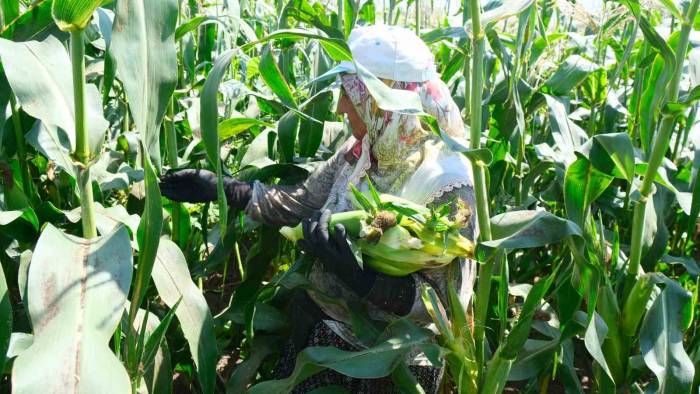 Türkiye’nin Meşhur Mardar Mısırında Hasat Başladı