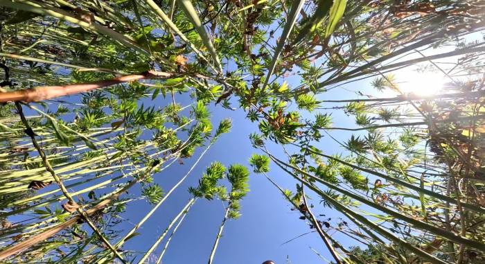 Kenevirde Sözleşmeli Üretime Geçildi, Ekim Alanı 10 Katına Çıktı