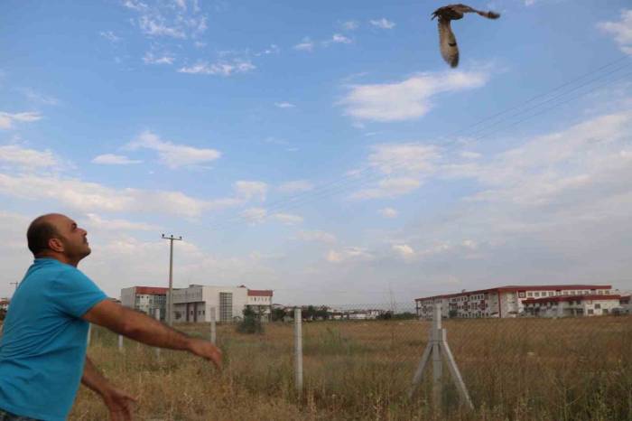 Tedavilerinin Ardından Sağlığına Kavuşan 2 Kulaklı Orman Baykuşu Doğaya Salındı