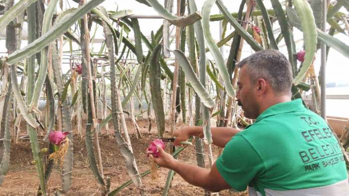 Efeler’in Ejder Meyveleri Hasat Edildi
