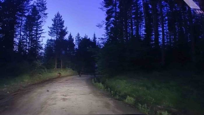 Yaban Hayat Bu Sefer Araç İçi Kamerasına Yansıdı