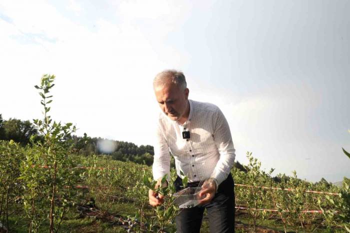 İnegöl’de Üretilen Yaban Mersini 5 Ülkeye İhraç Ediliyor