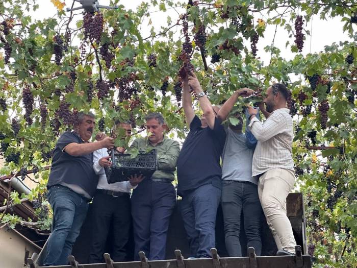 Tarihi Asmalı Sokakta Kepçe Üstünde Üzüm Hasadı Yapıldı