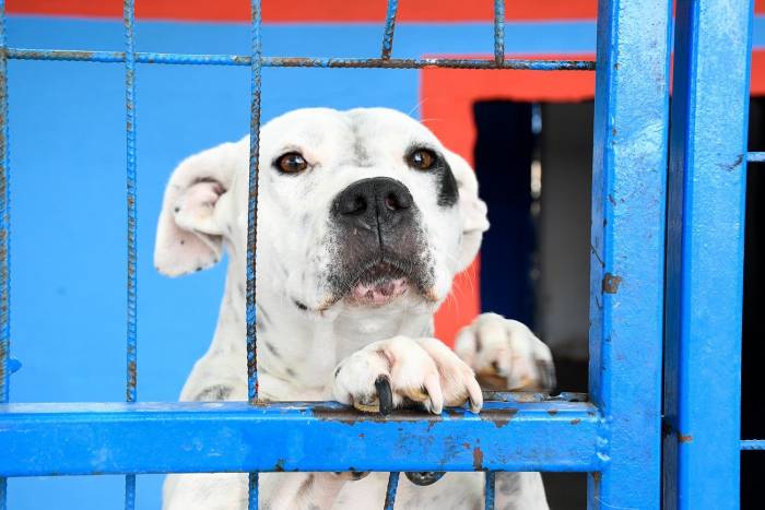 Kuşadası Belediyesi, Evcil Hayvan Merkezini Yeniliyor