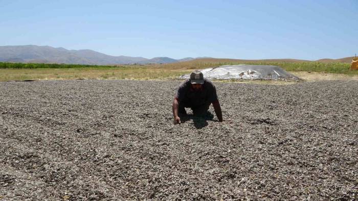 Malatya’da Ayçiçeği Hasadına Başlandı