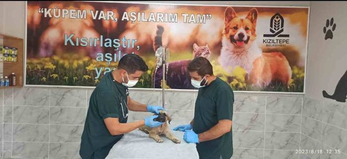 Şiddette Maruz Kalan Köpek Tedavi Altına Alındı, Şüpheli Şahıs Serbest Bırakıldı
