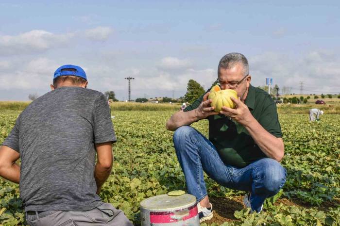Karacabeyli Çiftçiler Kavun Hasadından Memnun