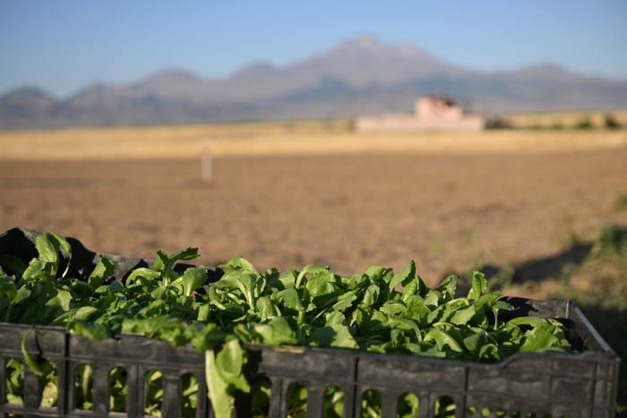 Genç Çiftçiler Erciyes’in Eteğinde Marul Üretiyor