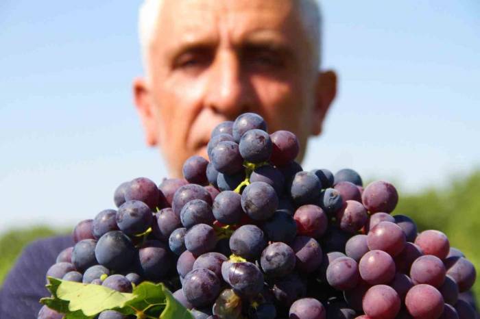 Elazığ’ın ’hoş Üzümü’nün Hasadı Başladı