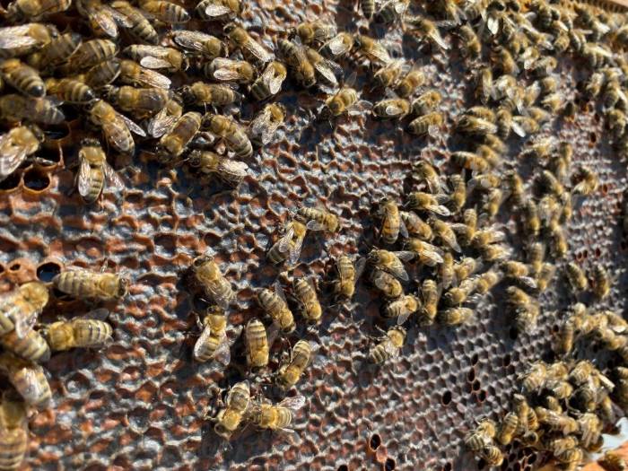 Bandırma’da Bal Hasadı Başladı