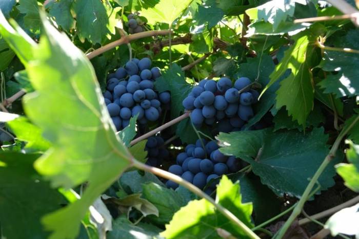 Cimin Üzümünün Faydaları Saymakla Bitmiyor