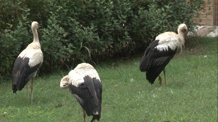 Bir Kentte Leylek Göçü Seferberliği