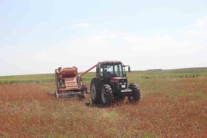 Büyük Umutlarla Ekimi Yapılan Karabuğday Hasat Edildi