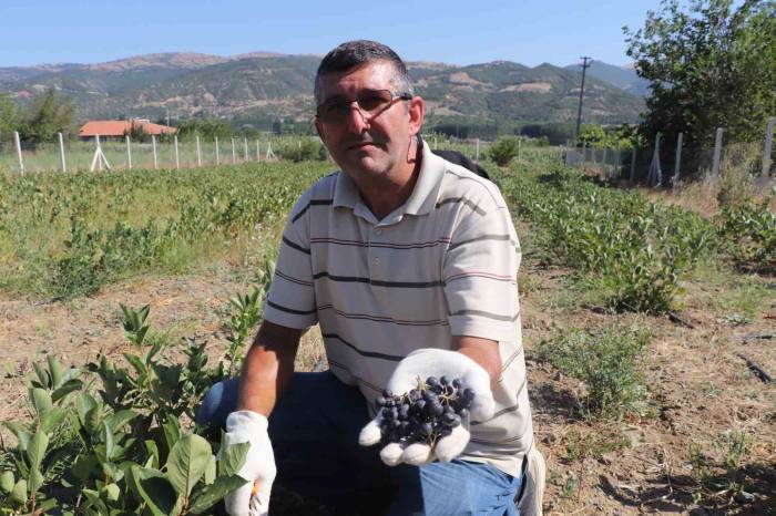 Kilosu 250 Tl, Nedenini İse Hasadını Bilenler Anlıyor