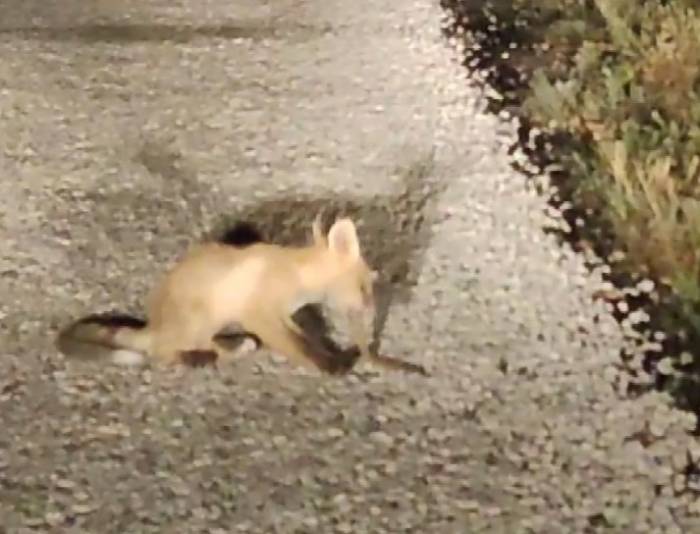 Yavru Tilki, Yılanı Yerken Kameraya Takıldı