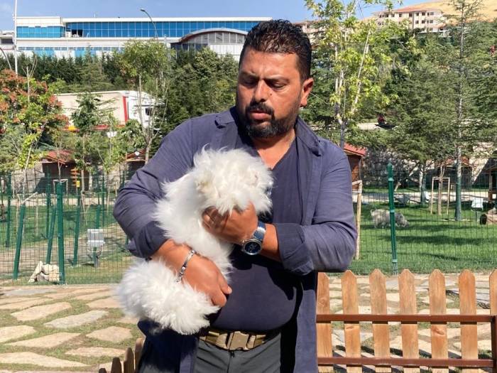 Ankara Tavşanından Türkiye’de Sadece 25 Tane Kaldı