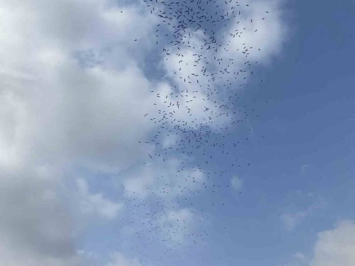 İstanbul Semalarını Yüz Binlerce Leylek Süsledi